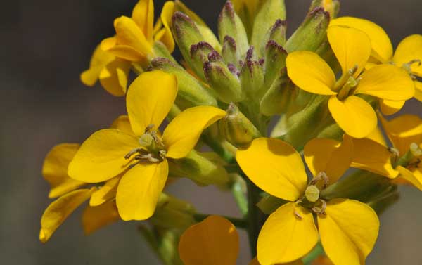 Erysimum capitatum, Western Wallflower, Southwest Desert Flora